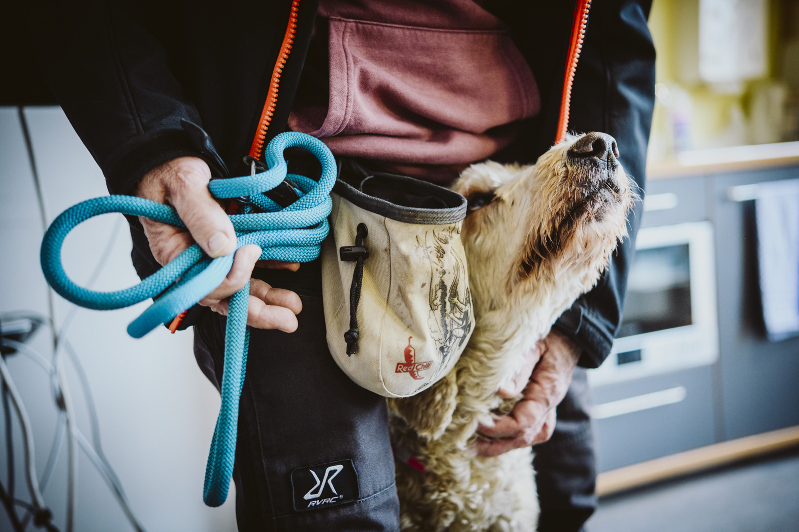Therapiehund_Psychatrie_Labradoodle_11